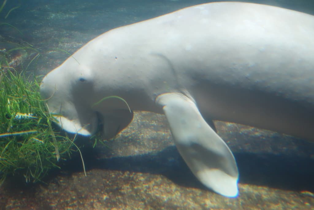 Mammals of Oceania trivia question image