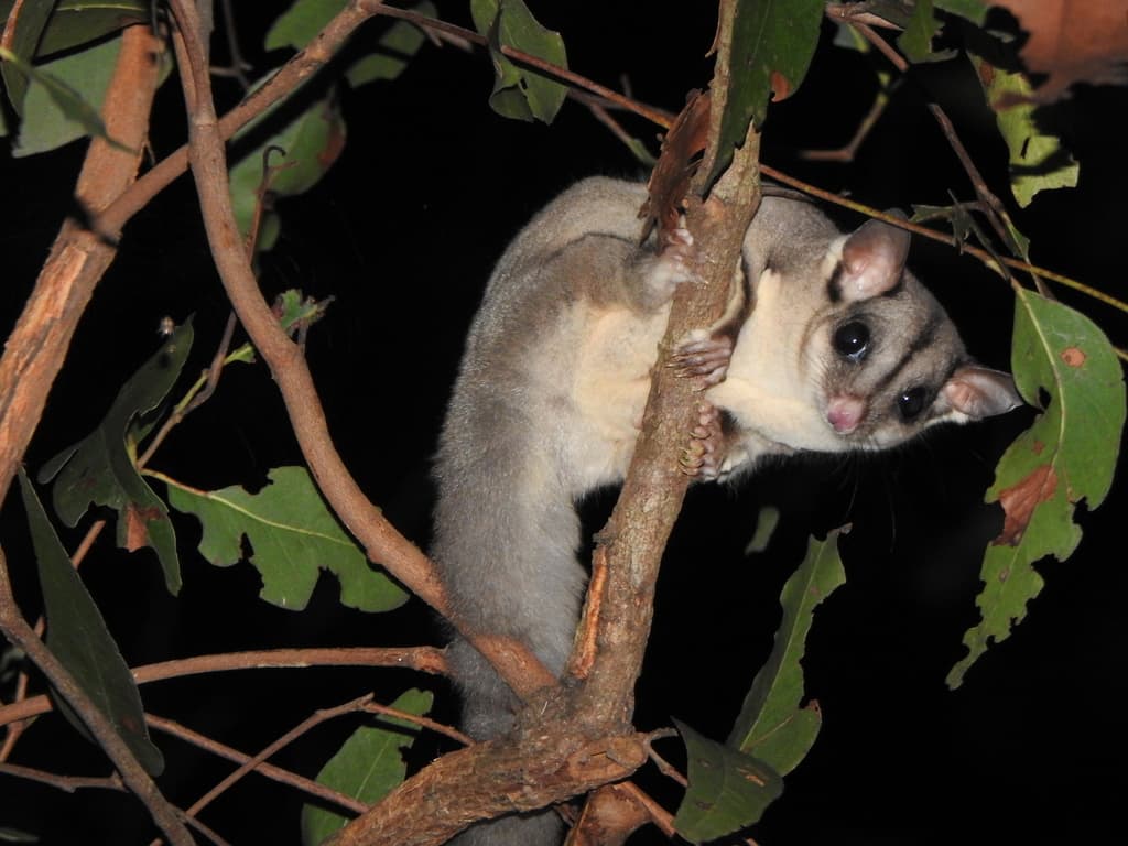 Mammals of Oceania trivia question image