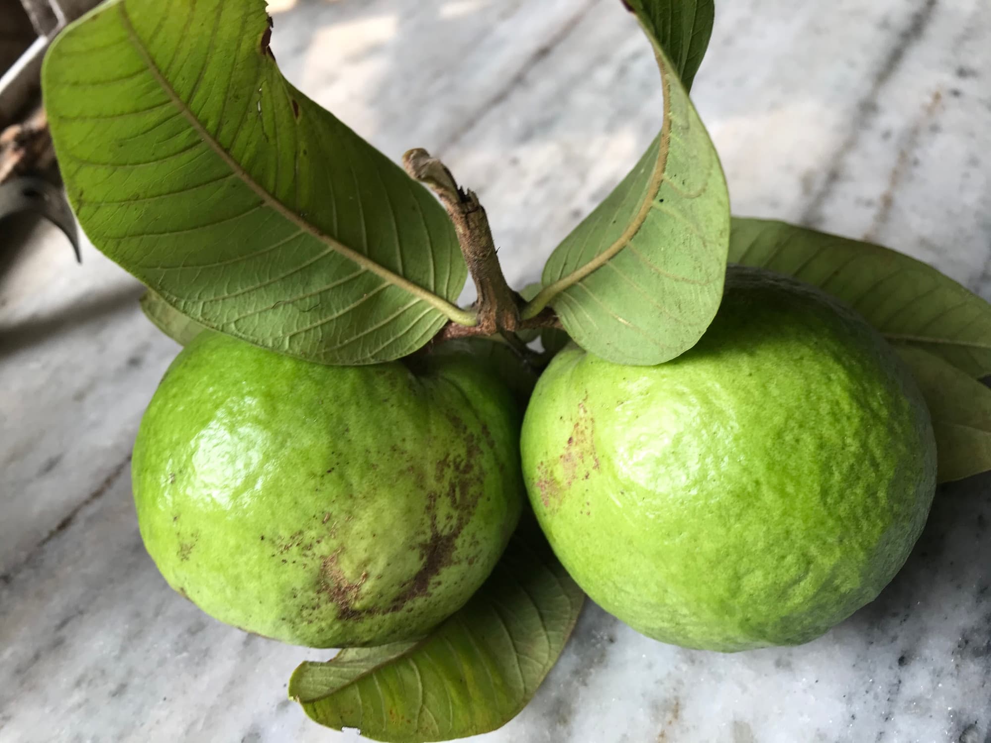 Tropical and Exotic Fruit trivia question image