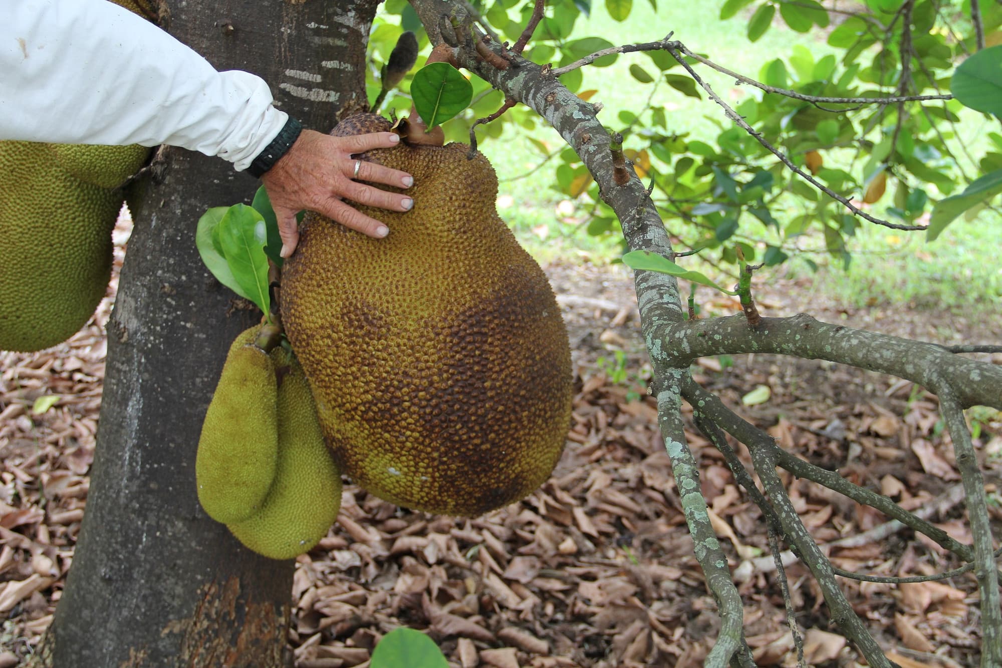 Tropical and Exotic Fruit trivia question image