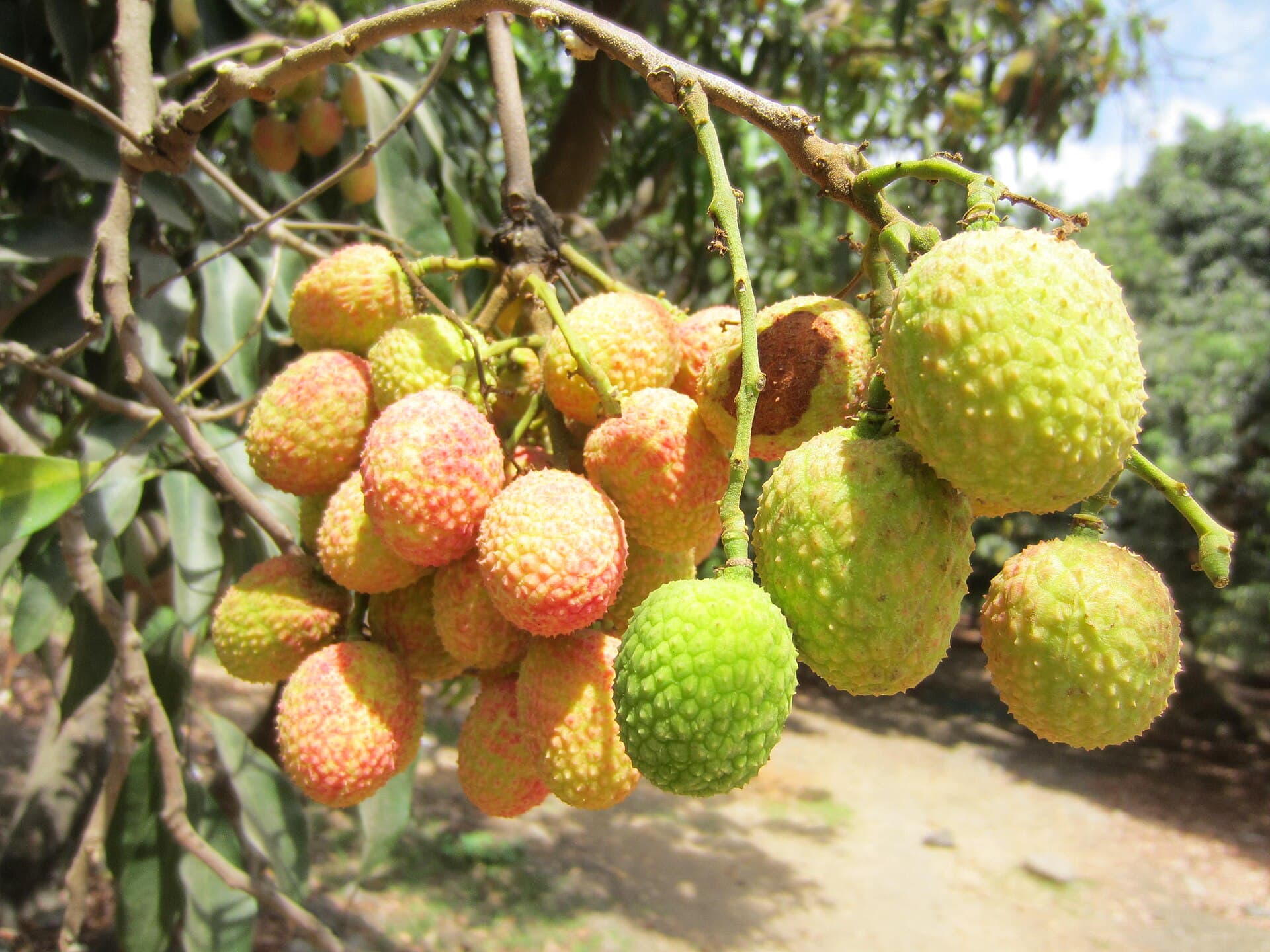 Tropical and Exotic Fruit trivia question image
