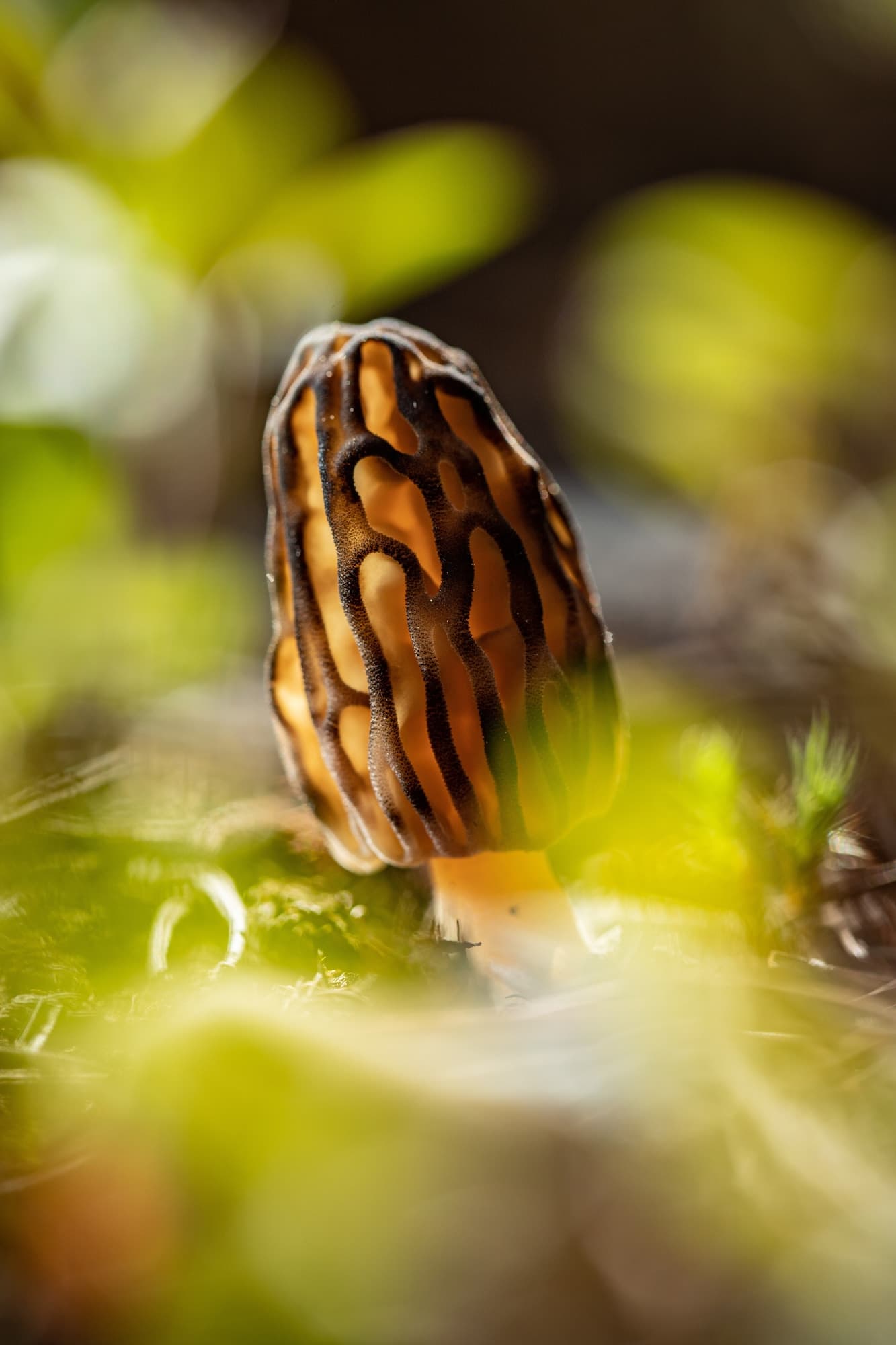 Herbs, Peppers and Mushrooms trivia question image