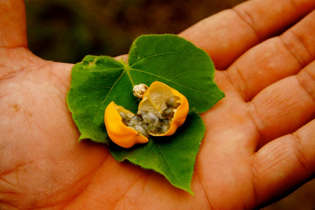 Tropical and Exotic Fruit trivia question image