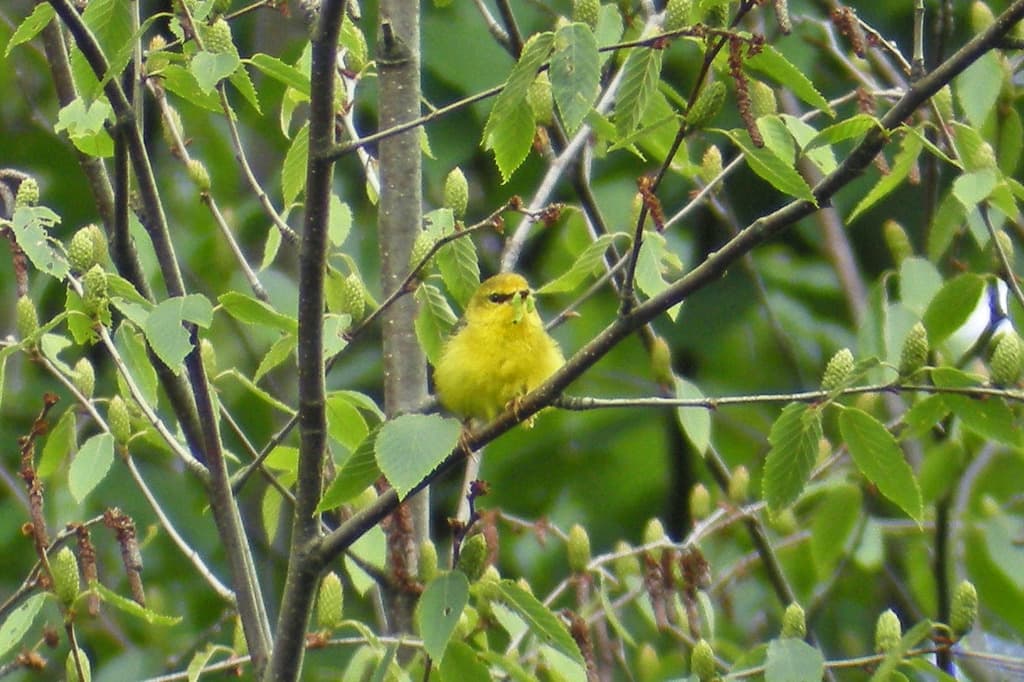 Warblers, Male and Female trivia question image