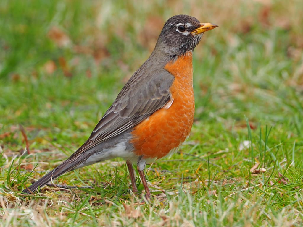 Songbirds of North America trivia question image