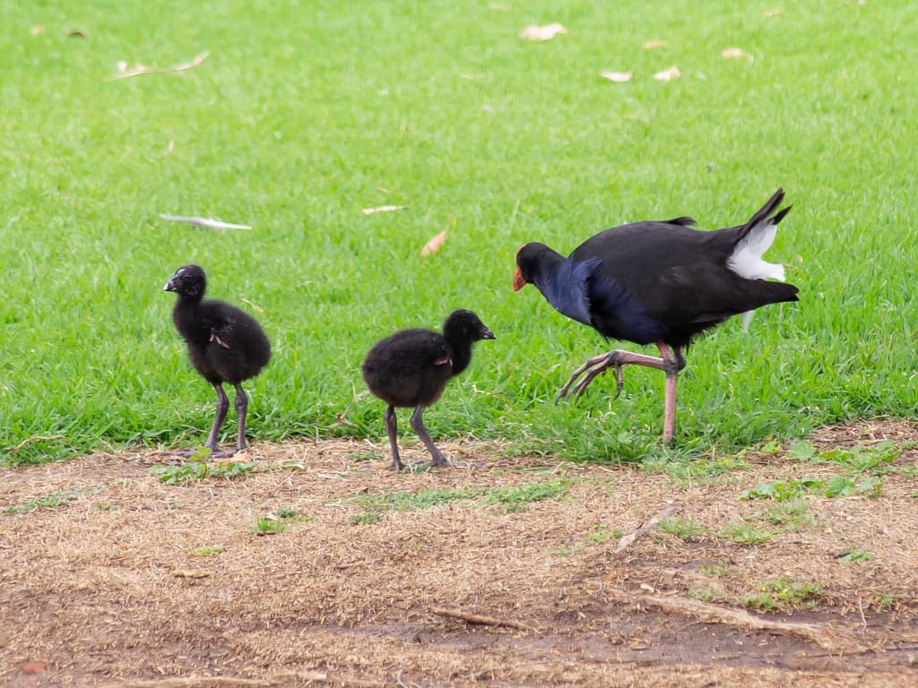 Waterbirds and Raptors of Oceania trivia question image