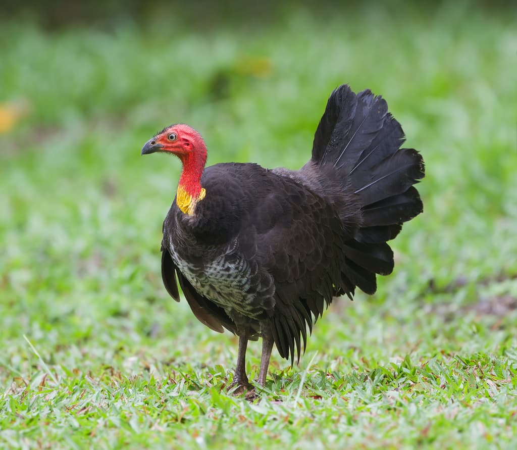 Waterbirds and Raptors of Oceania trivia question image