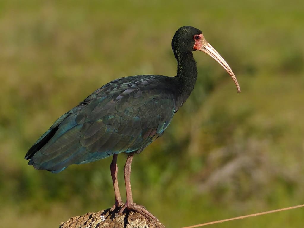 Waterbirds and Raptors of South America trivia question image