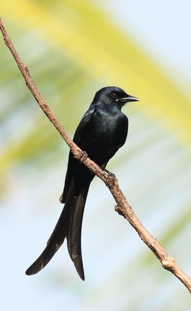 Songbirds of Asia trivia question image