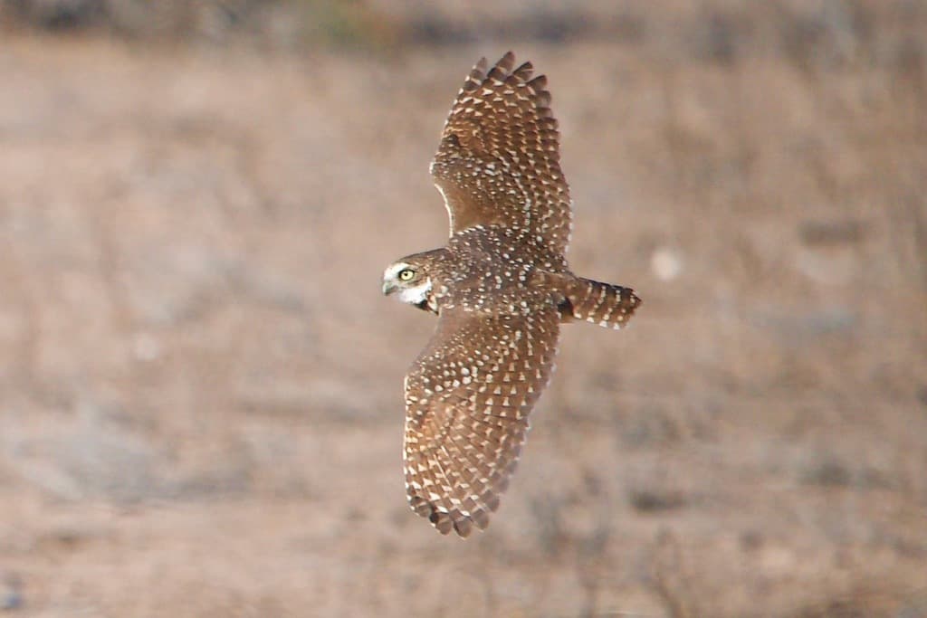 Waterbirds and Raptors of South America trivia question image