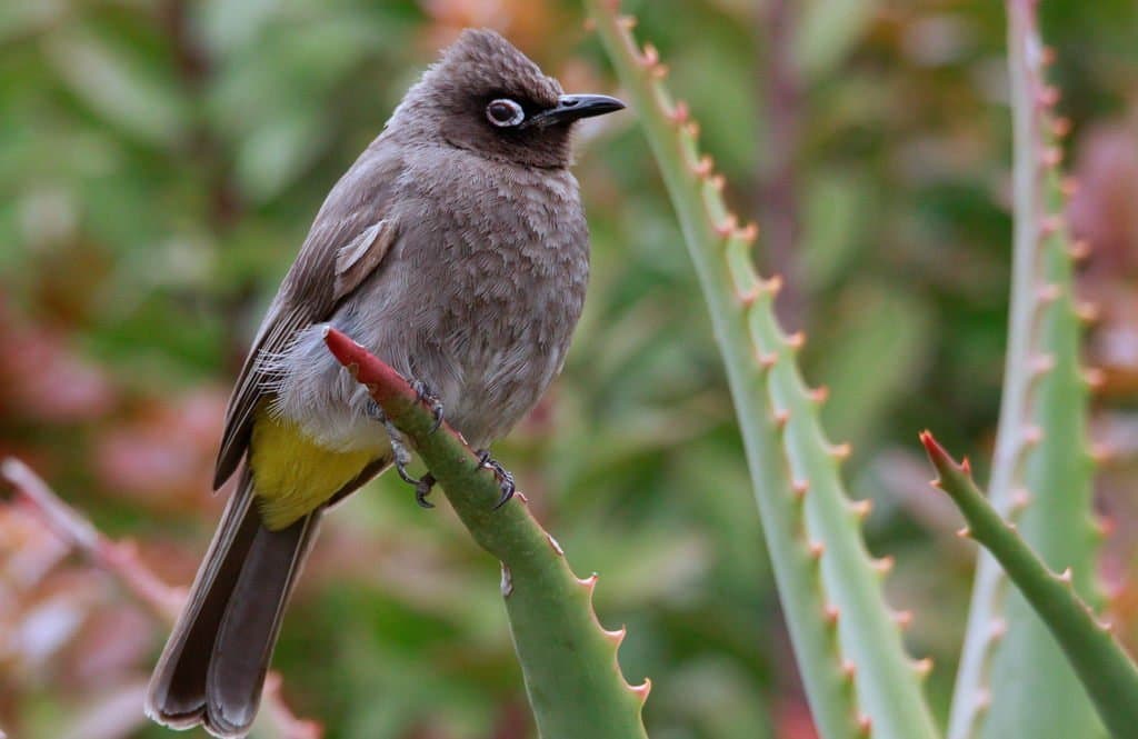 Songbirds of Africa trivia question image