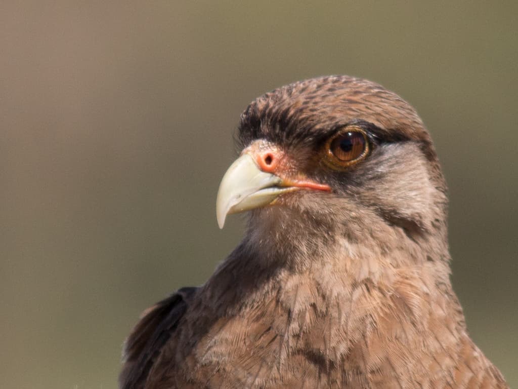 Waterbirds and Raptors of South America trivia question image