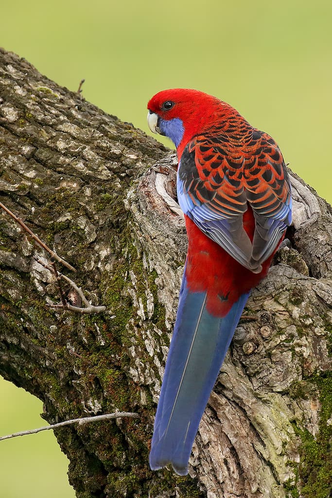 Waterbirds and Raptors of Oceania trivia question image