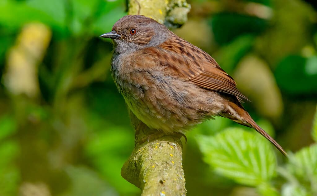 Songbirds of Europe trivia question image