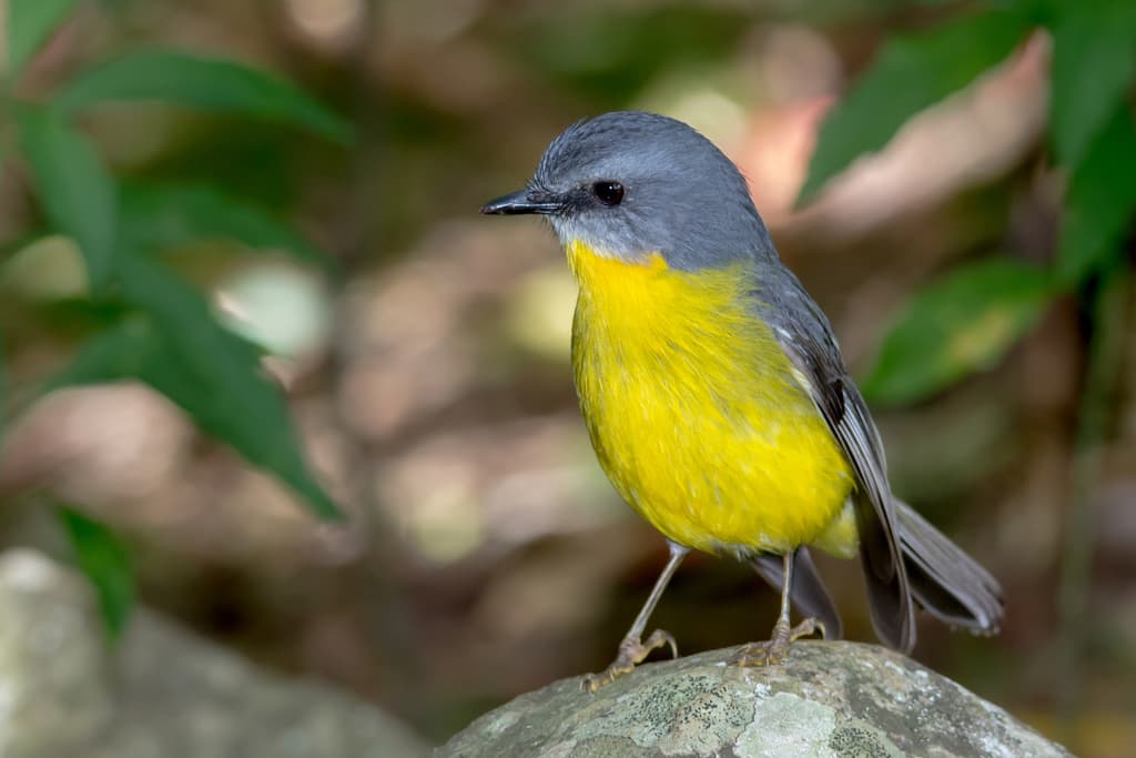 Songbirds of Oceania trivia question image