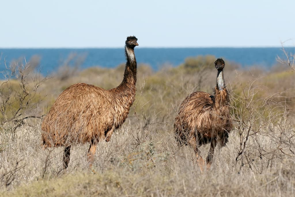 Waterbirds and Raptors of Oceania trivia question image