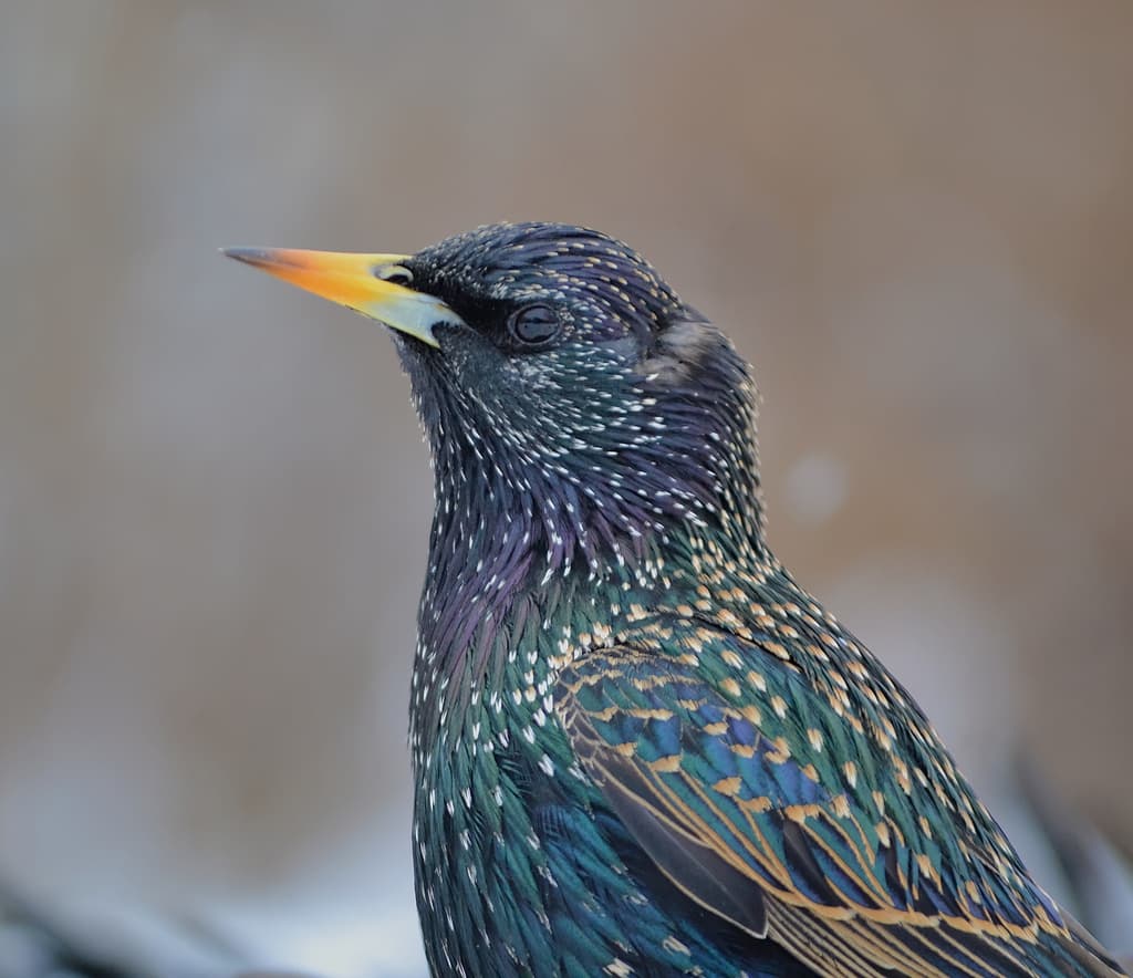 Songbirds of North America trivia question image