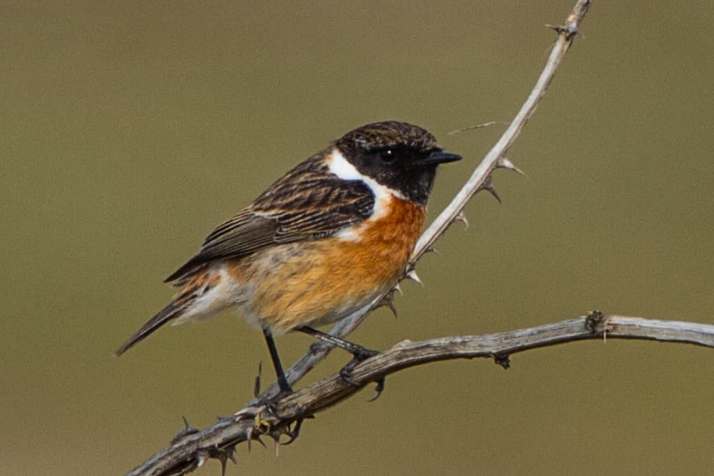 Songbirds of Europe trivia question image