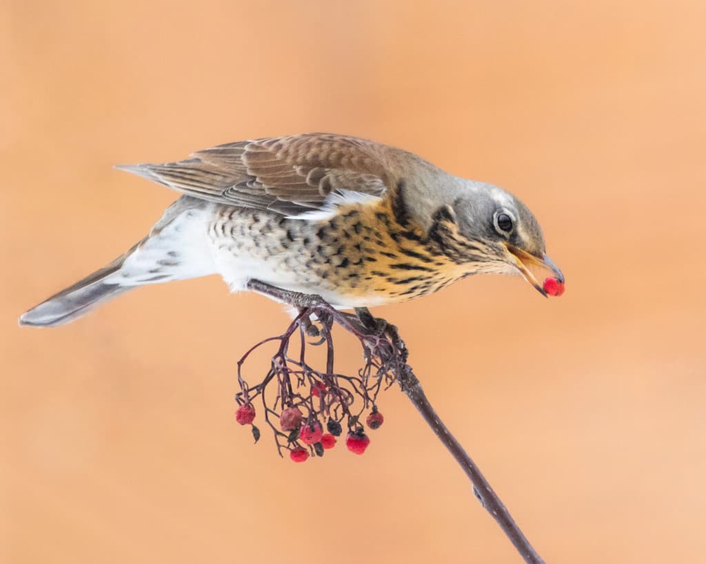 Songbirds of Asia trivia question image