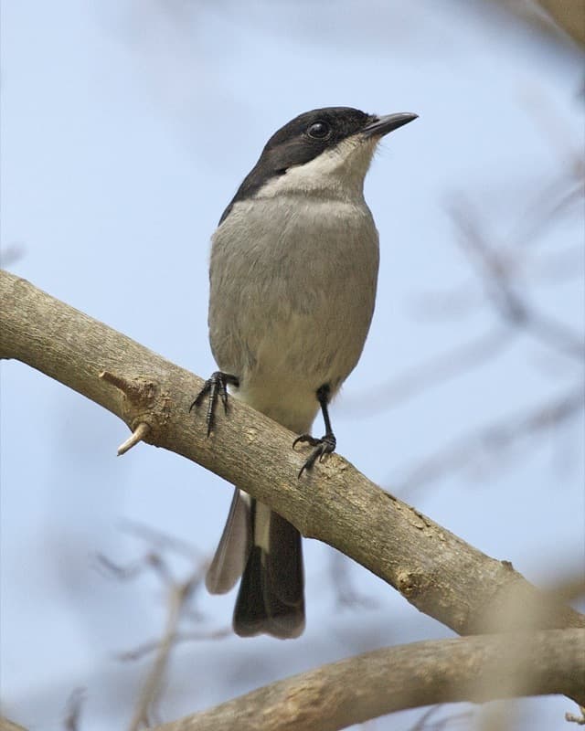 Songbirds of Africa trivia question image