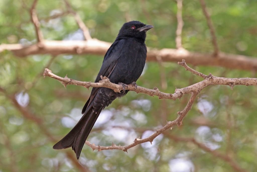 Songbirds of Africa trivia question image