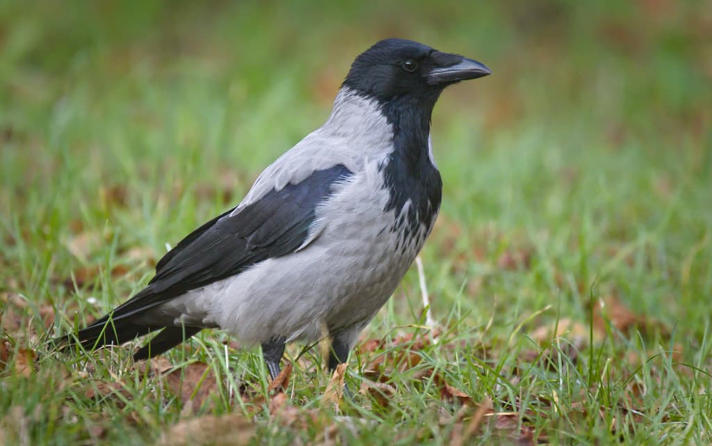 Songbirds of Asia trivia question image