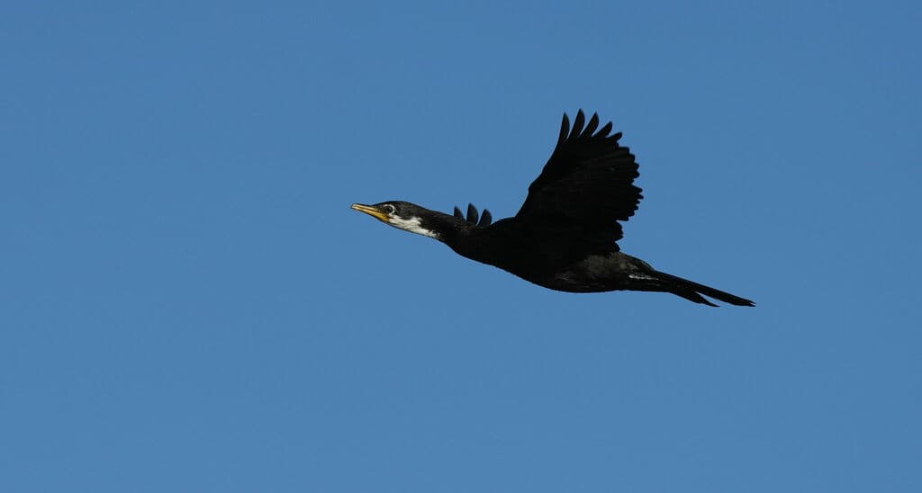 Waterbirds and Raptors of Oceania trivia question image