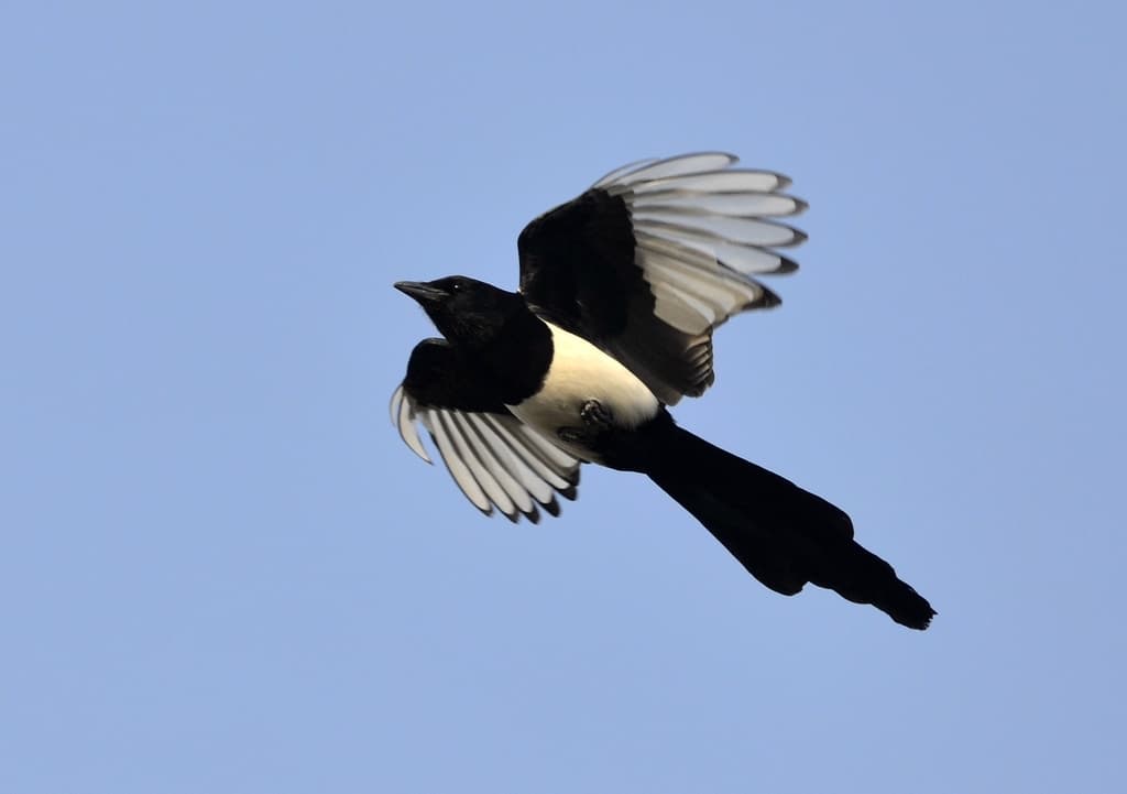 Songbirds of Asia trivia question image