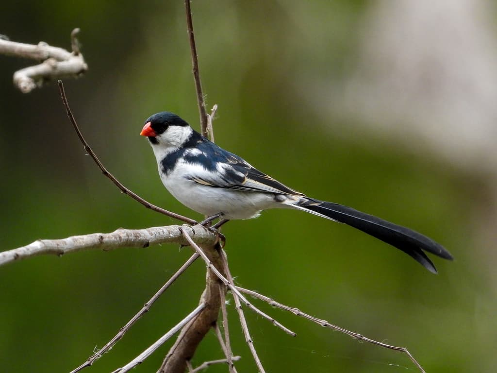 Songbirds of Africa trivia question image