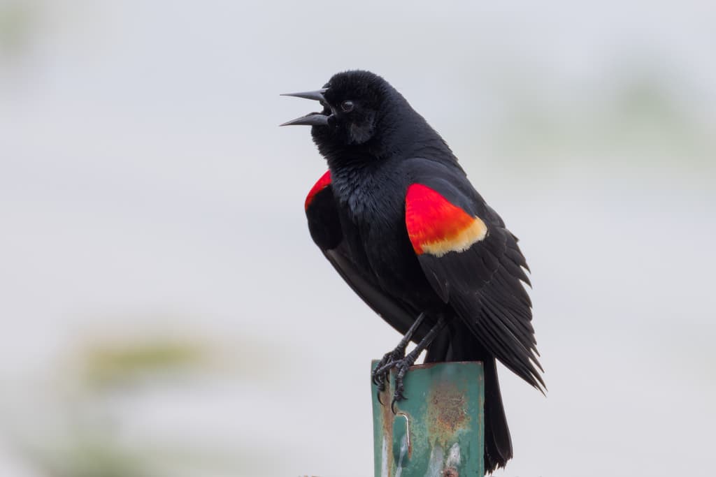 Songbirds of North America trivia question image