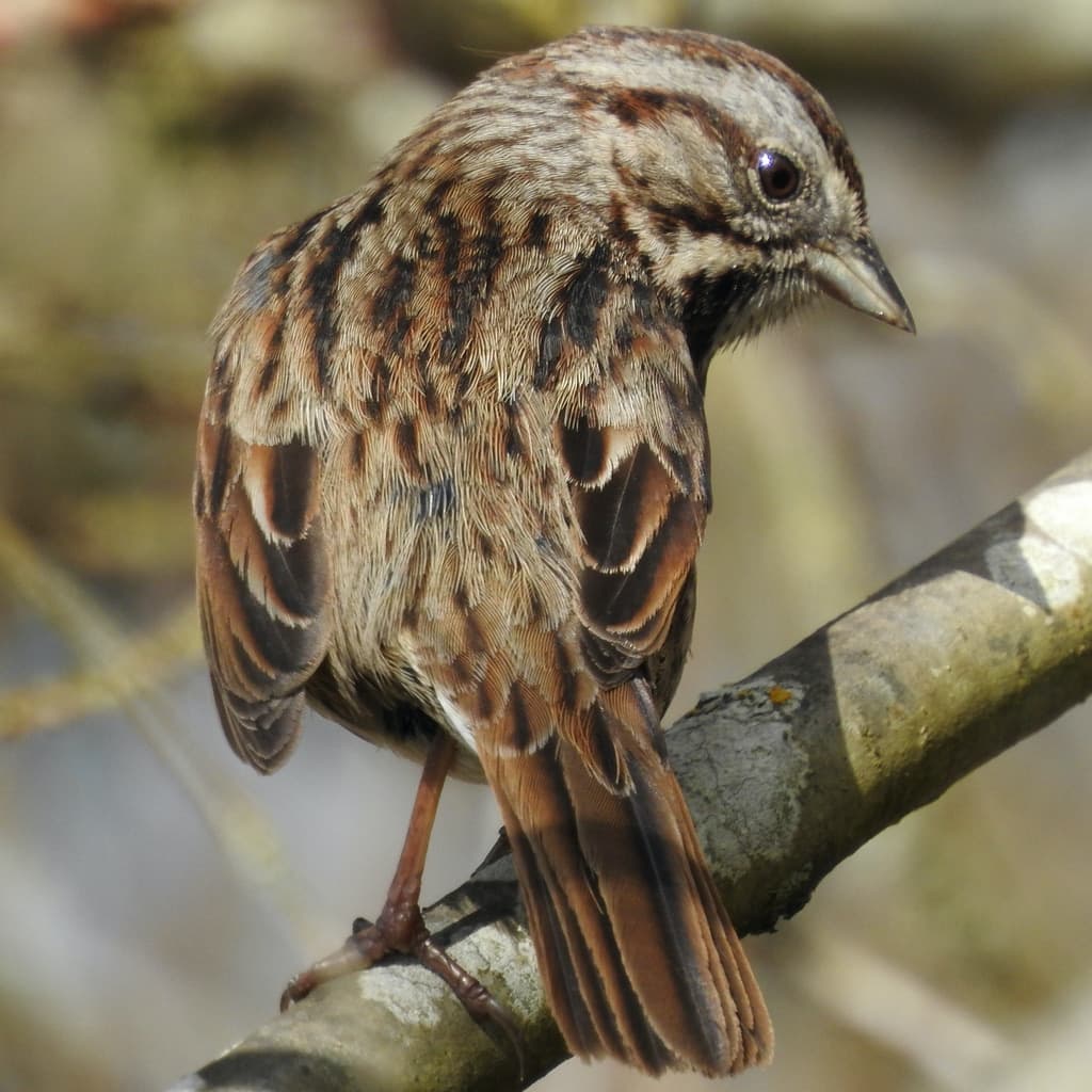 Songbirds of North America trivia question image