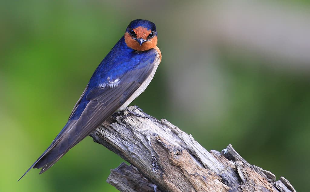 Songbirds of Oceania trivia question image