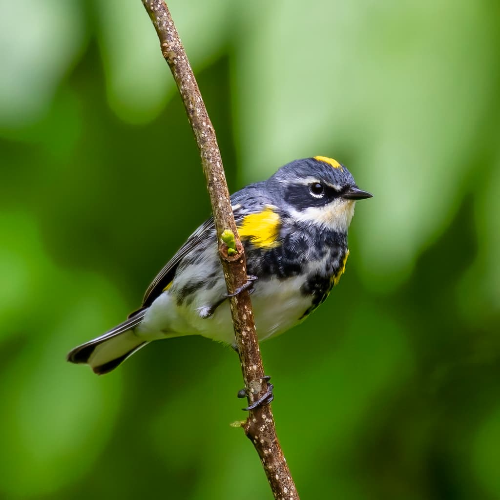 Songbirds of North America trivia question image