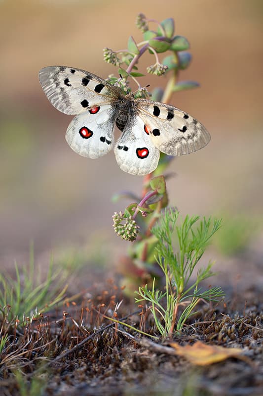 Butterflies of the World trivia question image