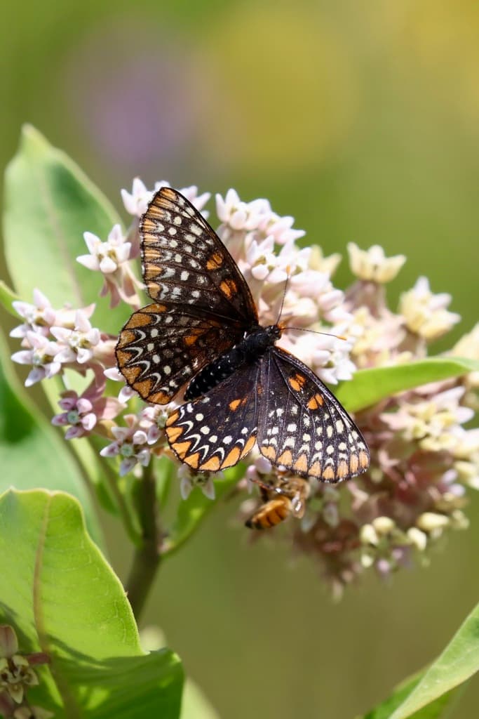Butterflies of the World trivia question image