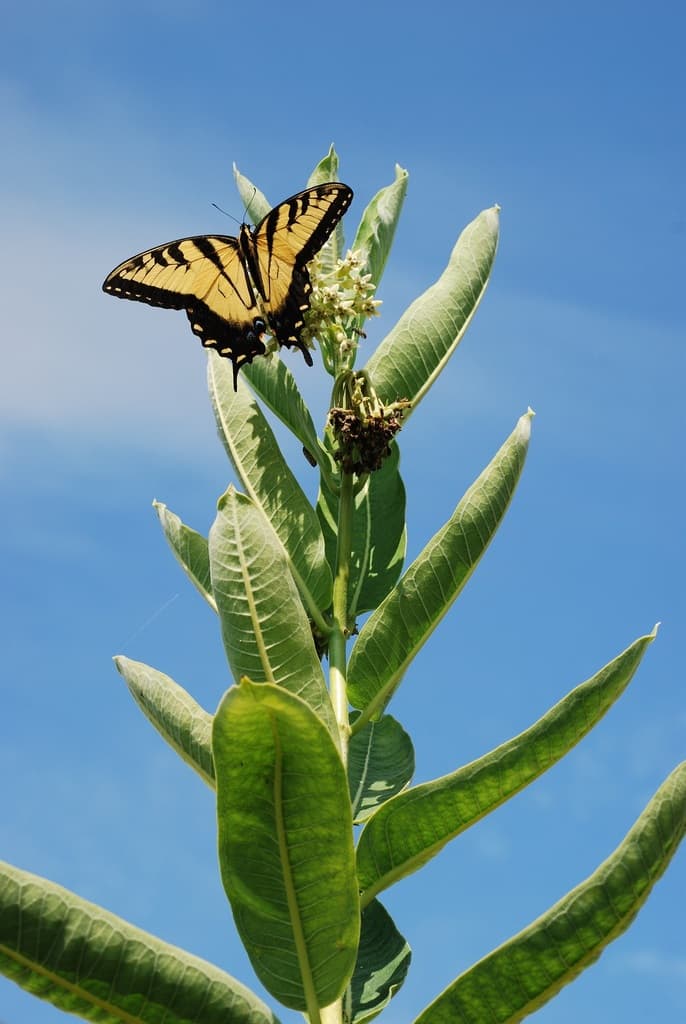 Butterflies of the World trivia question image