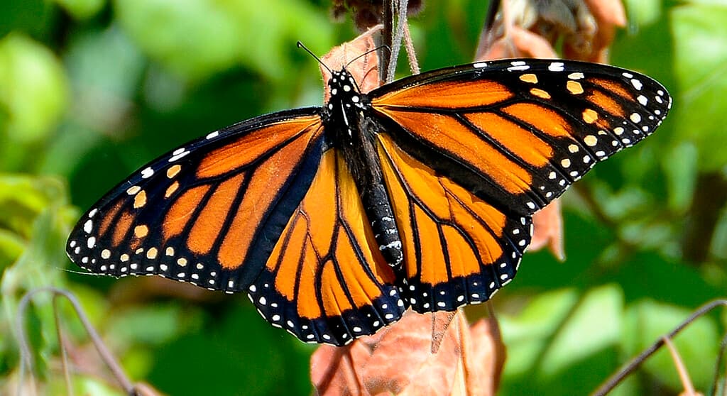 Butterflies of the World trivia question image