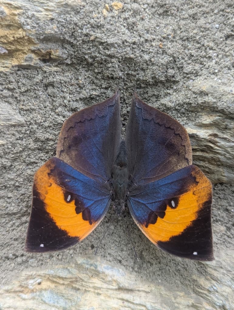 Butterflies of the World trivia question image