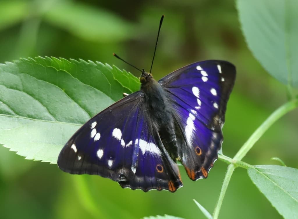 Butterflies of the World trivia question image