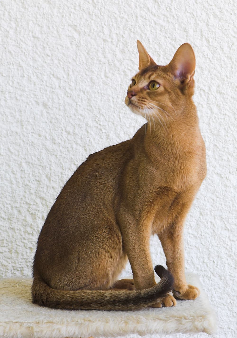 Cat Breeds trivia question image