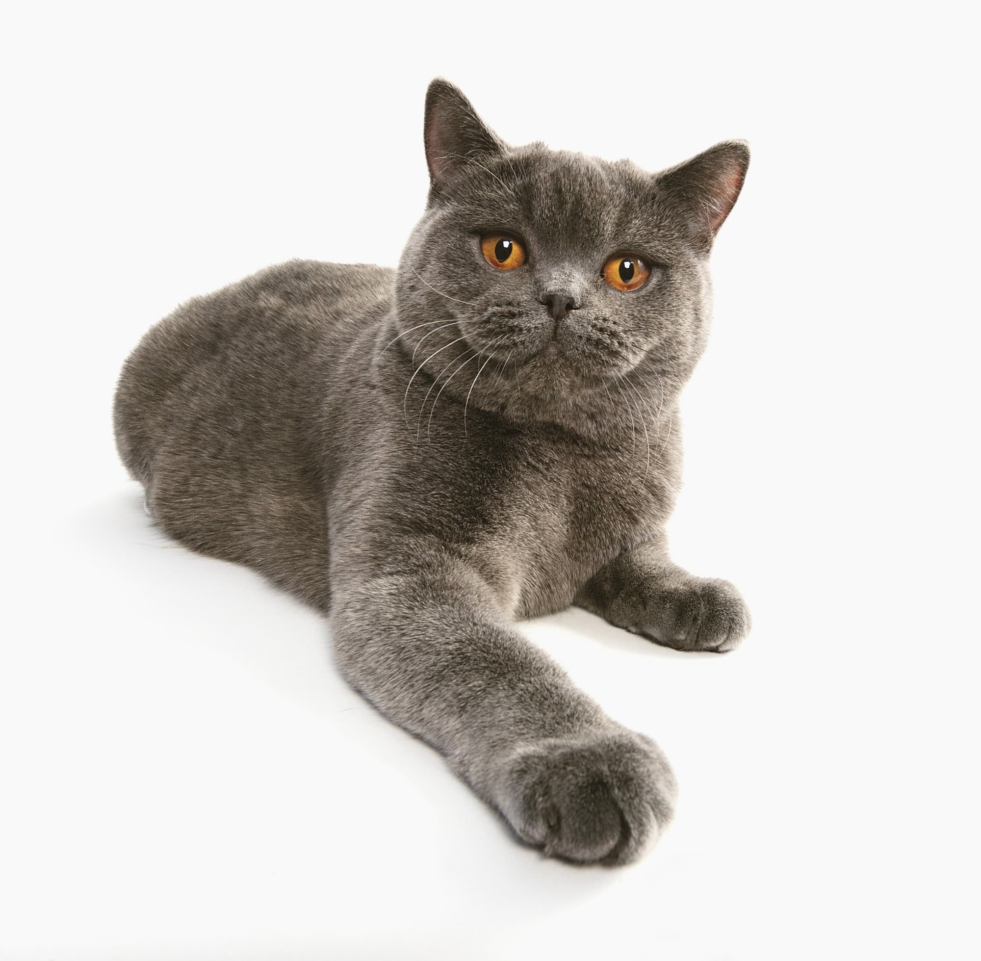 Cat Breeds trivia question image