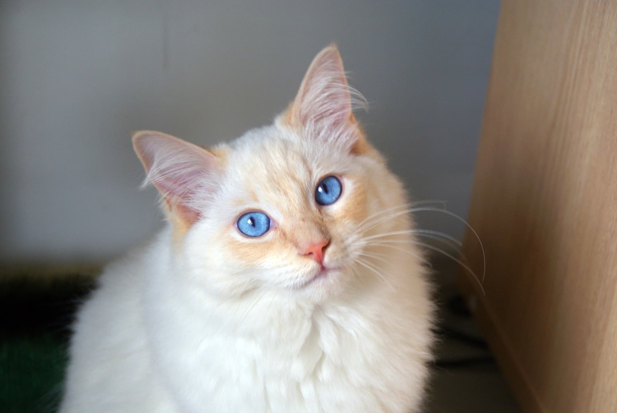 Cat Breeds trivia question image