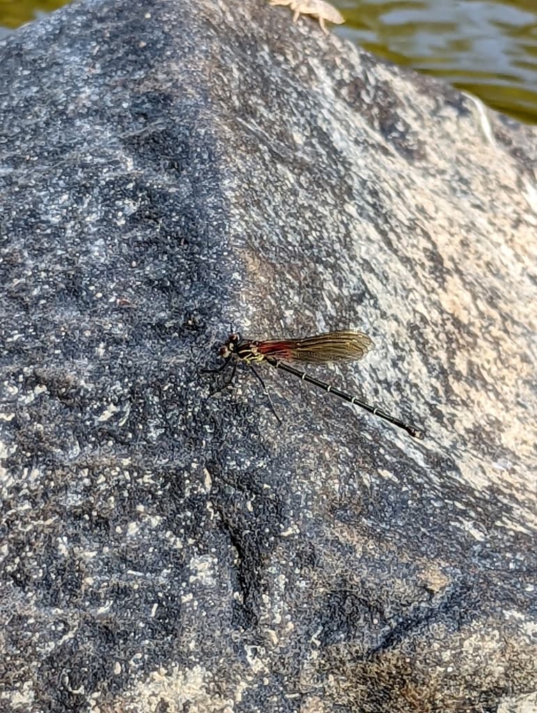 Damselflies of the World trivia question image