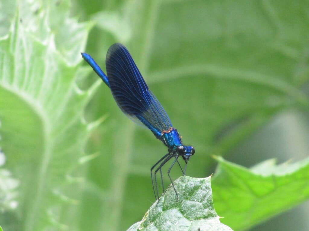 Damselflies of the World trivia question image