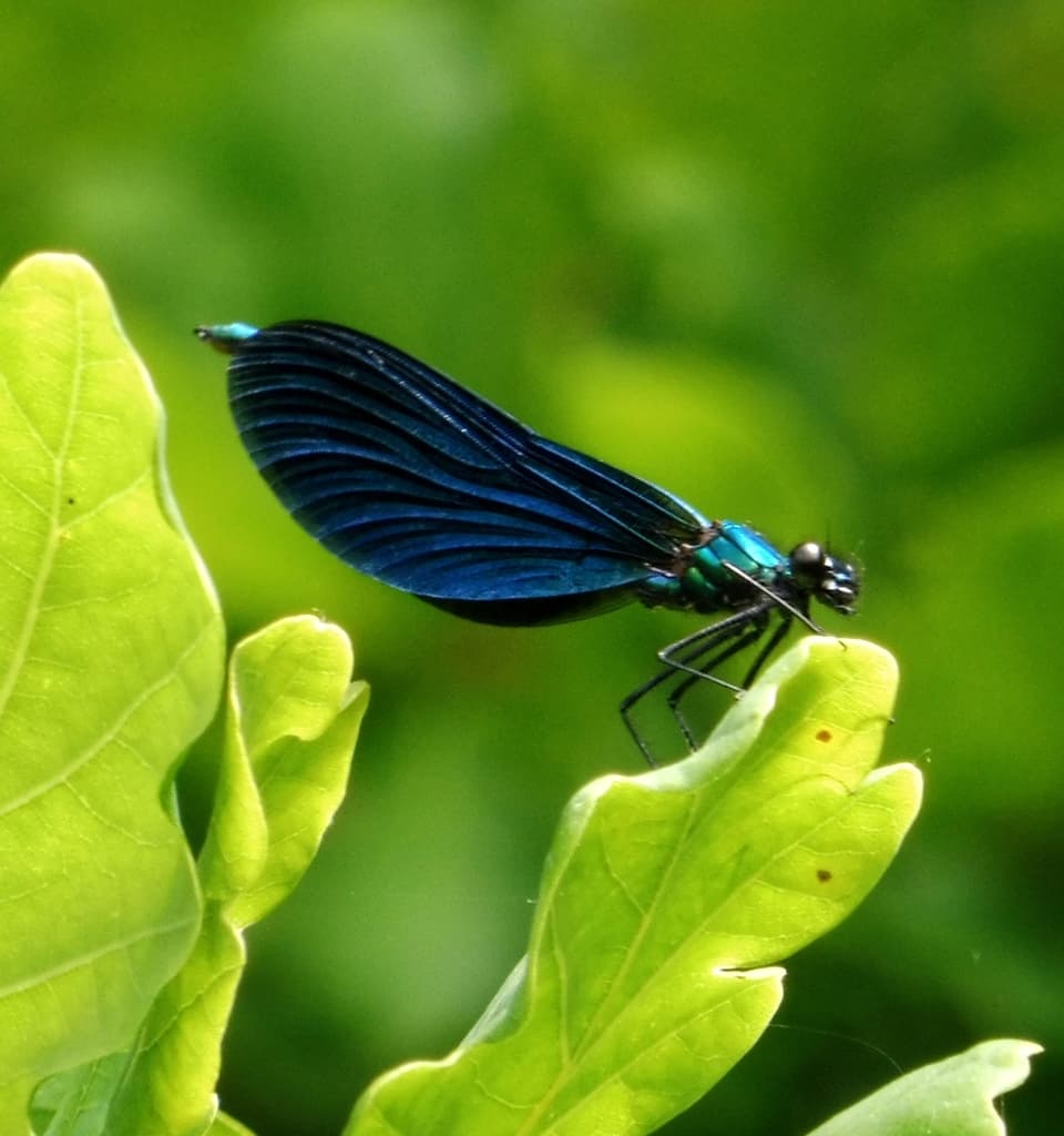 Damselflies of the World trivia question image