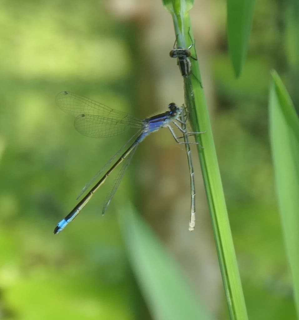 Damselflies of the World trivia question image