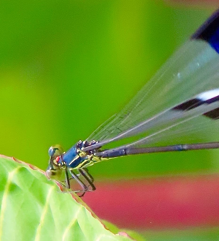 Damselflies of the World trivia question image