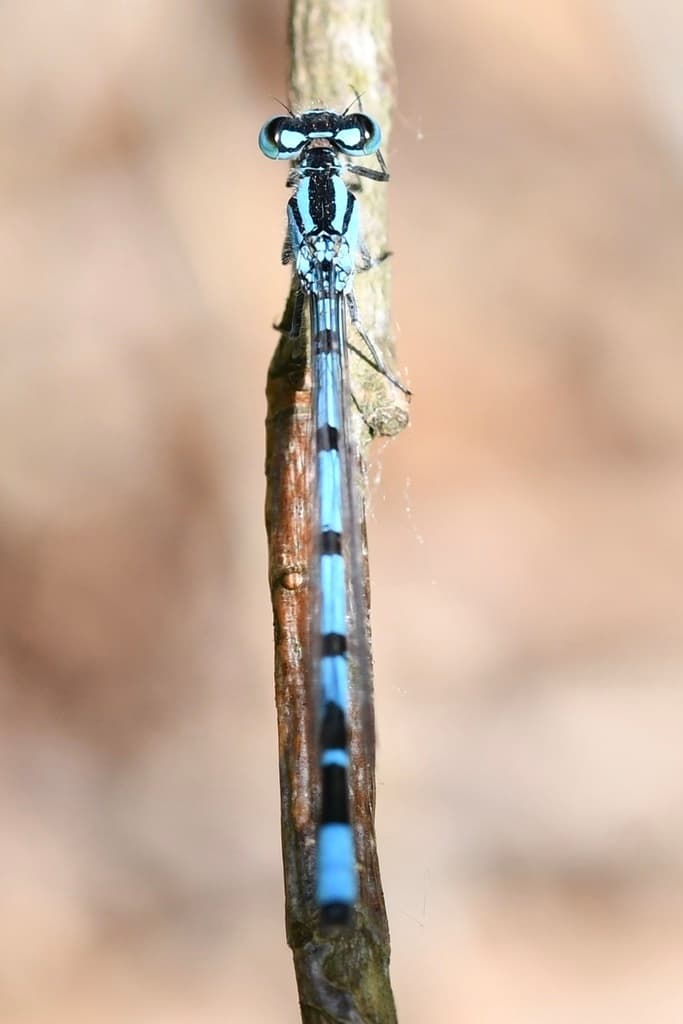 Damselflies of the World trivia question image