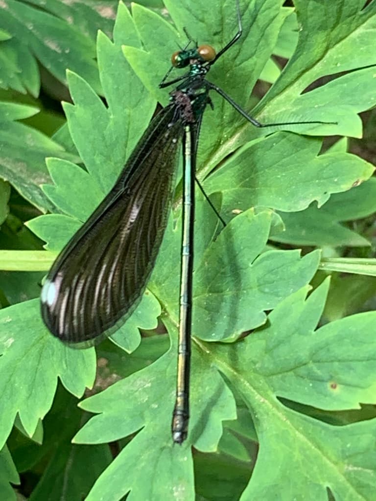 Damselflies of the World trivia question image