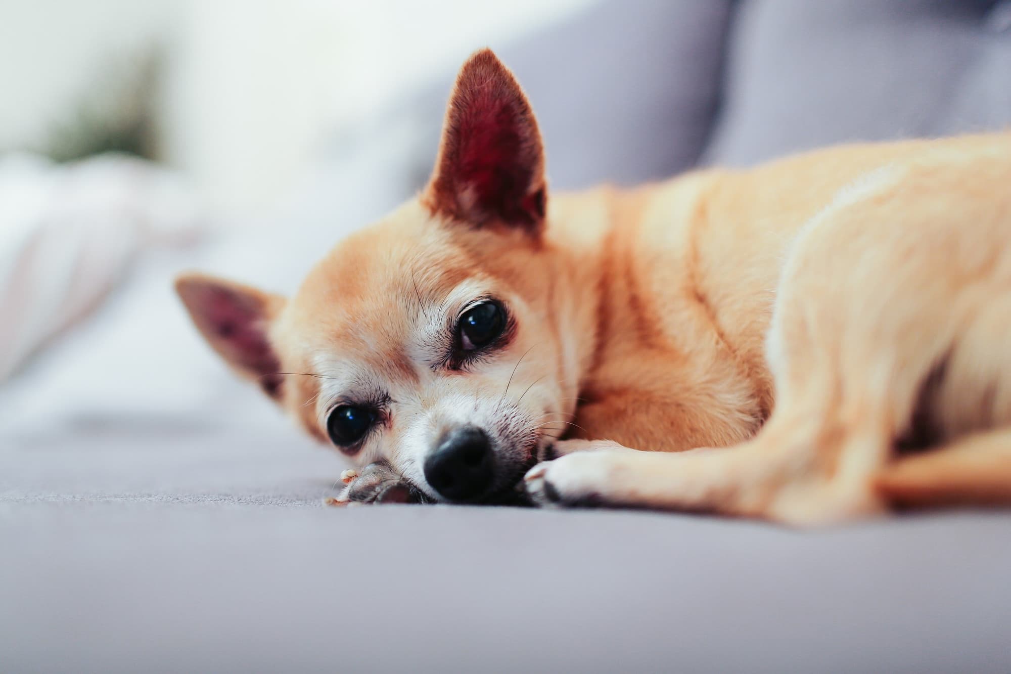 Dog Breeds trivia question image